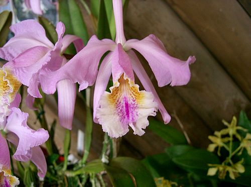 Cattleya mossiae